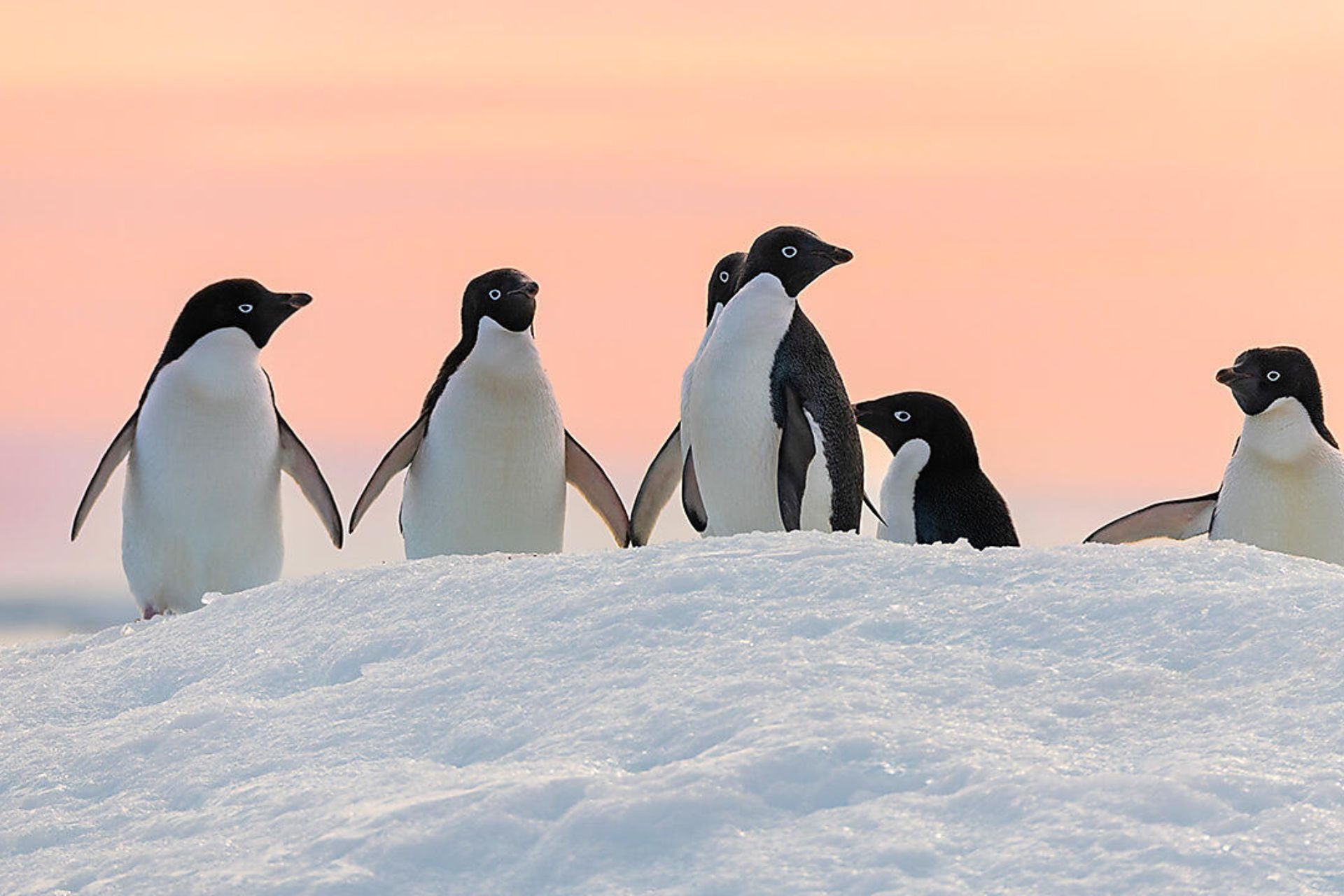 le-commandant-charcot-cote-est-inexploree-de-lantarctique-et-terres-australes-francaises